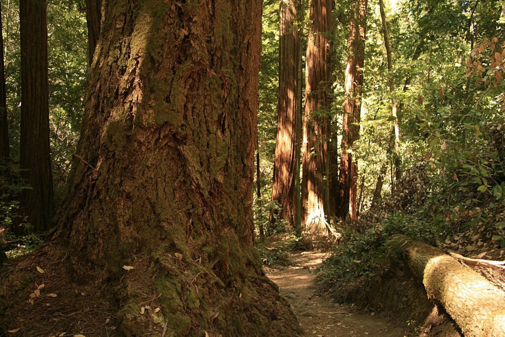 Muir Woods Hike